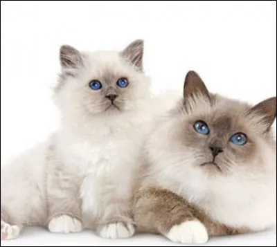 Quel animal préfères-tu ?