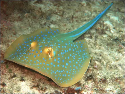 Que fait la raie pastenague pour se défendre ?