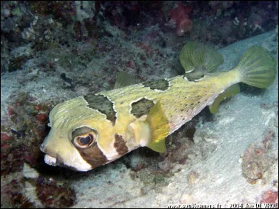 Que fait le diodon quand il se sent menacé ?