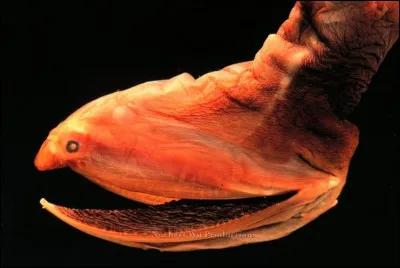 Comment s'appelle ce poisson ?