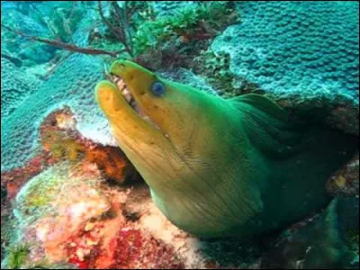 Comment s'appelle ce poisson ?