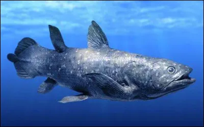 En quelle année a été découvert le clacanthe ?