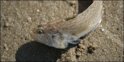 Comment s'appelle ce poisson ?