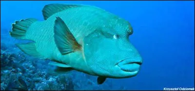 Comment se nomme ce poisson ?