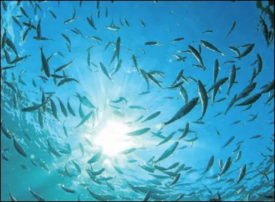 Quel est le poisson le plus petit du monde ?