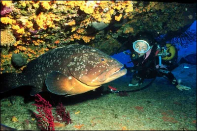 Quel est le poisson le plus grand du monde ?