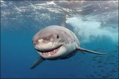Quel est le superpouvoir du grand requin blanc ?