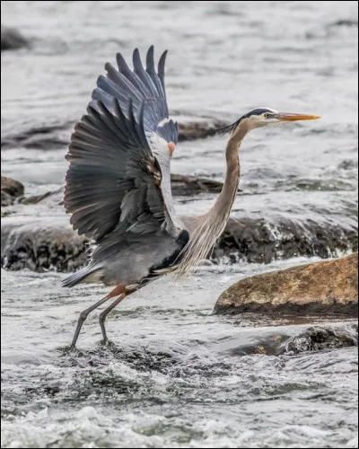 Quel est cet animal ?