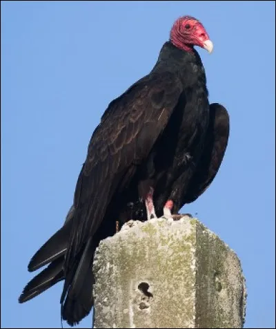 Quel est cet animal ?