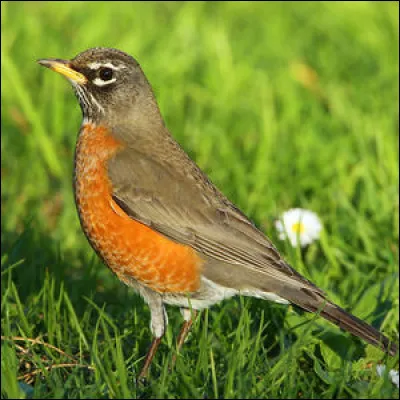 Quel est cet animal ?