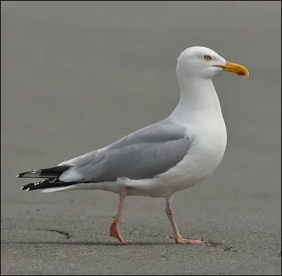 Quel est cet animal ?