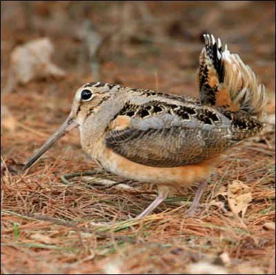 Quel est cet animal ?