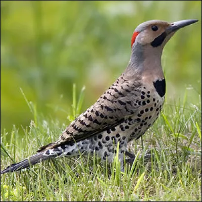 Quel est cet animal ?