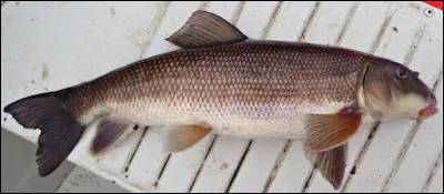 Quel est cet animal ?