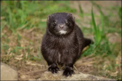 Quel est cet animal ?