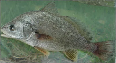 Quel est cet animal ?