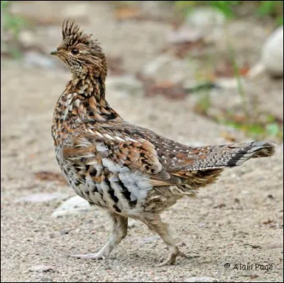 Quel est cet animal ?