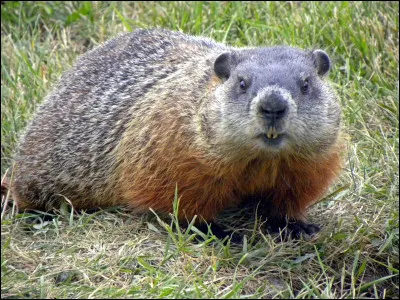 Quel est cet animal ?