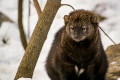 Quel est cet animal ?