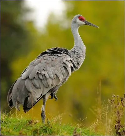 Quel est cet animal ?