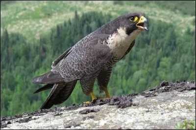 Quel est cet animal ?