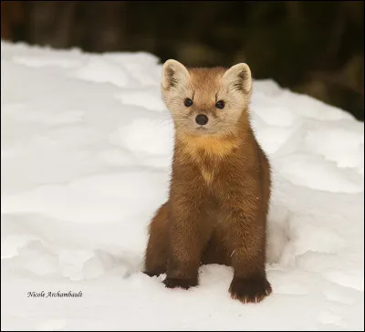 Quel est cet animal ?