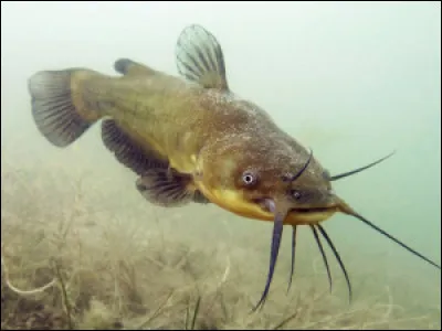 Quel est cet animal ?