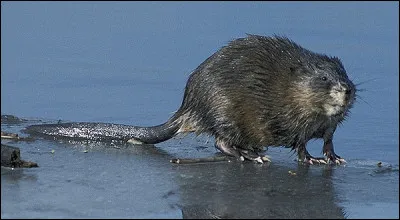 Quel est cet animal ?