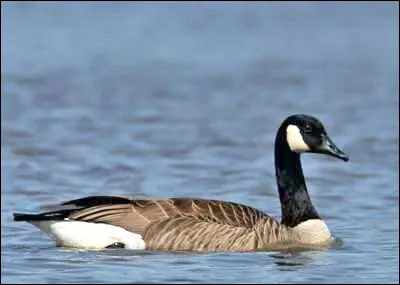 Quel est cet animal ?