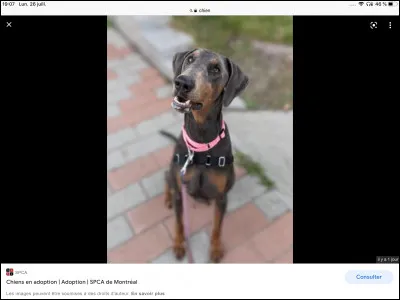 Ton style de musique préféré est :