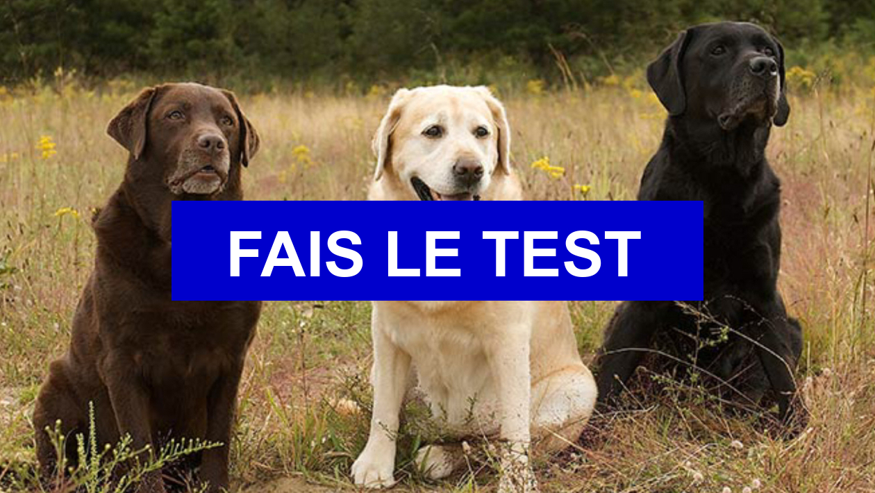 Test de personnalité Quelle race de chien estu