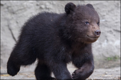 Qu'est-ce que c'est ?