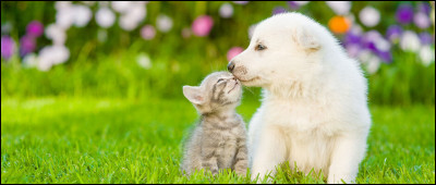 Les chiens ne font pas des chats !