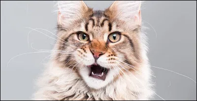 Dans "la vengeance d'Étoile Filante", comment appelle-t-on les chats errants qui viennent parfois dans le clan du Vent ?