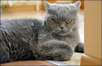 Que veut-il lui faire ?