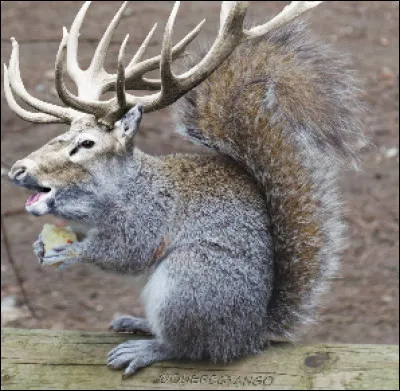 De quels animaux cet animal de rêve est-il constitué ?