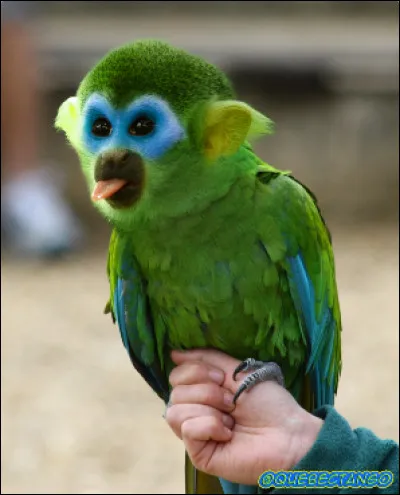 De quels animaux cet animal de rêve est-il constitué ?