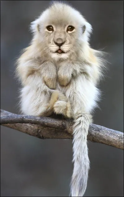 De quels animaux cet animal de rêve est-il constitué ?