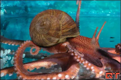 De quels animaux cet animal de rêve est-il constitué ?