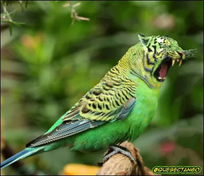 De quels animaux cet animal de rêve est-il constitué ?