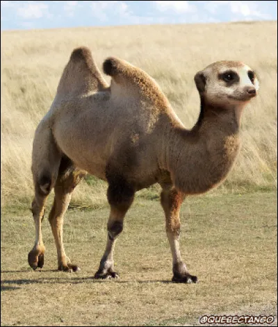 De quels animaux cet animal de rêve est-il constitué ?