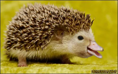 De quels animaux cet animal de rêve est-il constitué ?