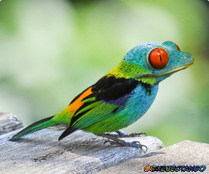 Quiz Animaux bizarres