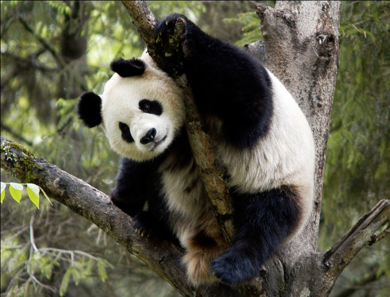 Quel est le nom scientifique du panda ?