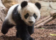 Quiz Miniquiz : les pandas !