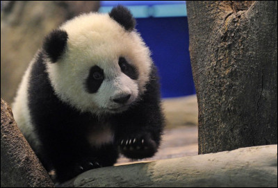 Combien de bébés pandas y a-t-il dans une portée ?