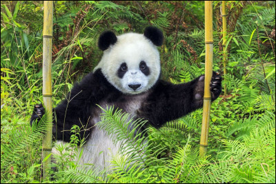 Combien de kg de bambou le panda mange-t-il par jour ?