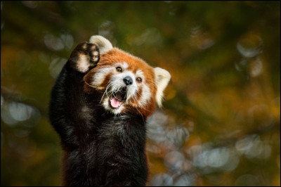 Est-ce que le panda roux fait partie de la famille des pandas ?