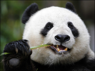 Combien de doigts a un panda sur une patte avant ?