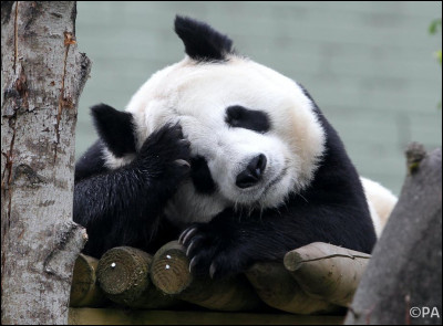 Quelle taille fait le panda ?
